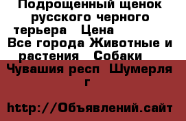 Подрощенный щенок русского черного терьера › Цена ­ 35 000 - Все города Животные и растения » Собаки   . Чувашия респ.,Шумерля г.